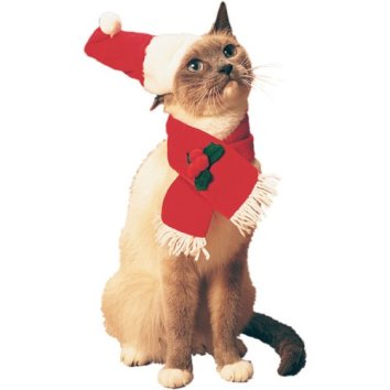 We couldnt find a picture of Kristine Jares of Cats on Holiday. So enjoy this pic of a holiday cat