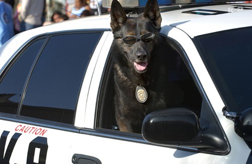 Dont let the sunglasses fool you, police dogs are not cool.