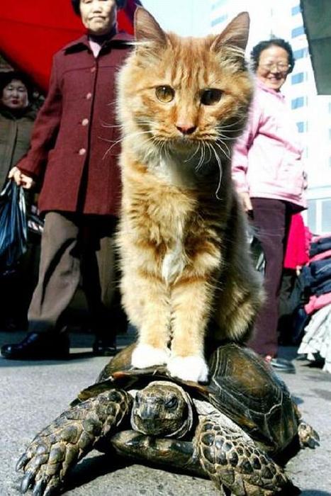 Were not too excited about any of these new shows. So enjoy a picture of a cat riding a turtle instead