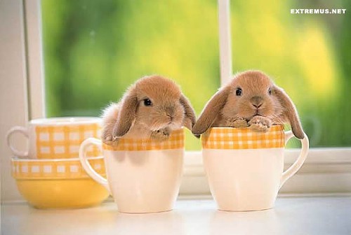 PETA does not recommend storing your bunnies in coffee mugs.
