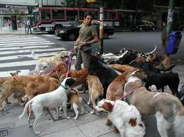 If only hed had this many dogs the cops wouldnt have bothered him.