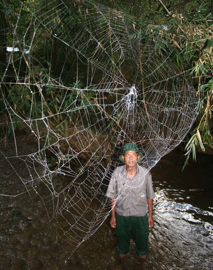 big-freaking-spider-web.jpg