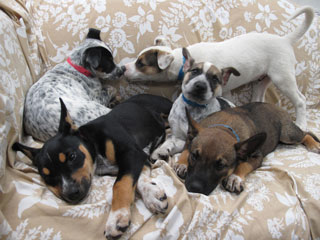 five-puppies.jpg