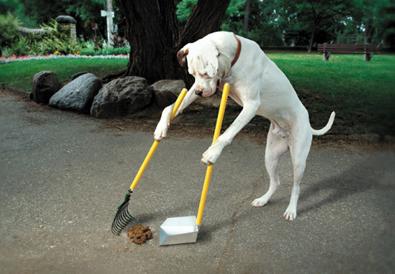 Youre supposed to clean up dog poop, not throw it.