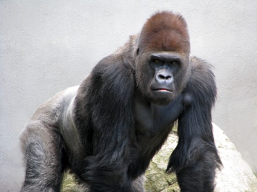cleveland-zoo-gorillas.jpg