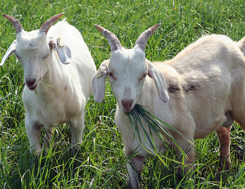 1299268922-goats.jpg