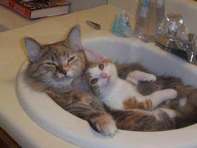 No one wants to see an old man masturbating in his driveway, so here are two cute cats in a sink.