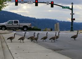 geese-road.jpg