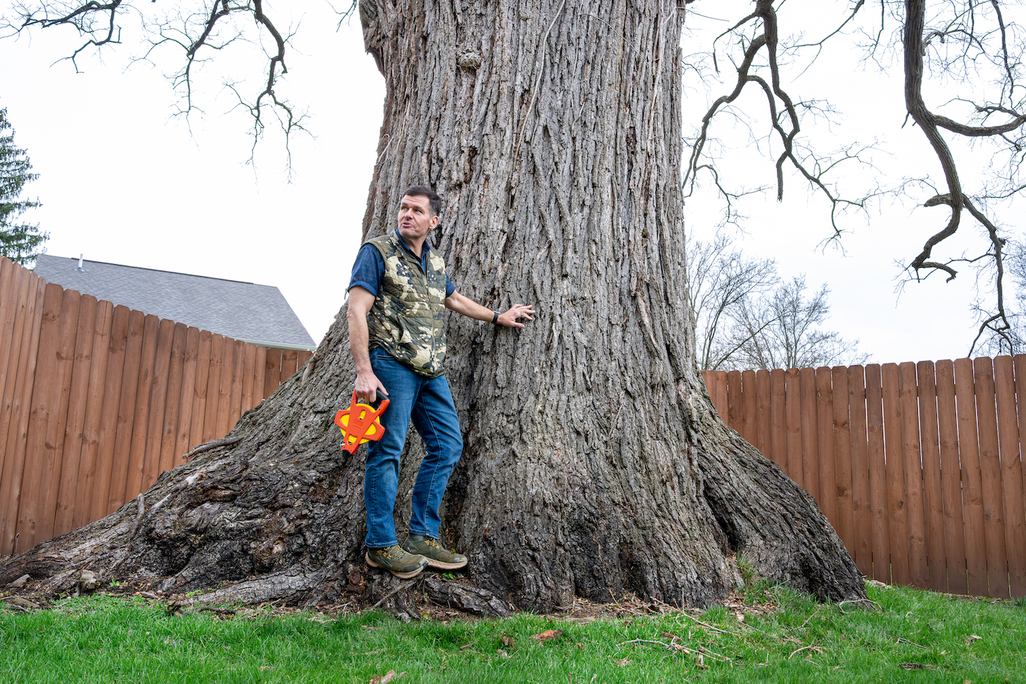 オオブンブク 巨大 95mm 天然 The Biggest Trees in Ohio: A Journey of Discovery - Cleveland Scene