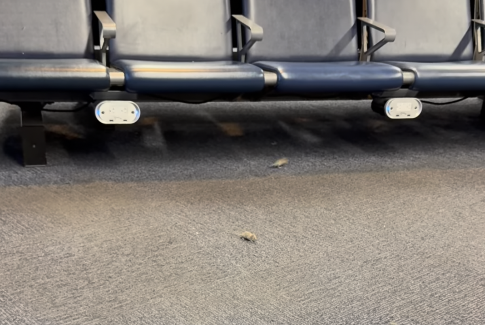 Mice in Concourse C: Cleveland Hopkins Battles Unwanted Furry Foodies